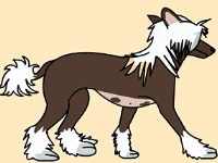 自帶供暖系統(tǒng)的中國冠毛犬